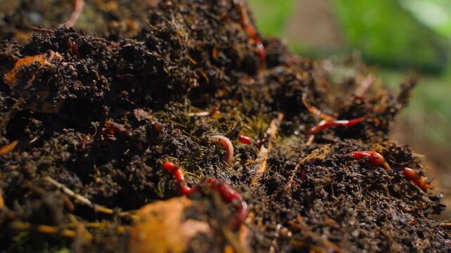 Red compost worms crawling in dark humus soil close-up