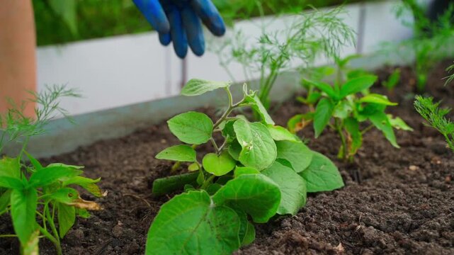 Woman gathering physalis seedlings for planting in garden bed