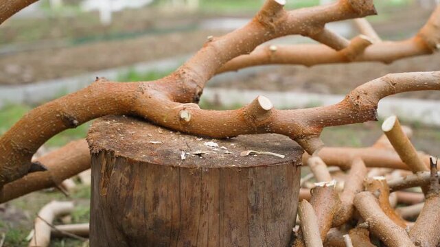 Chopping tree branches with axe on wooden stump in yard