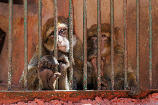 Two Barbary macaques clutch the rusty bars of their enclosure, looking out from behind a metal cage, at Alexandria Zoo, Egypt, June 15, 2026.