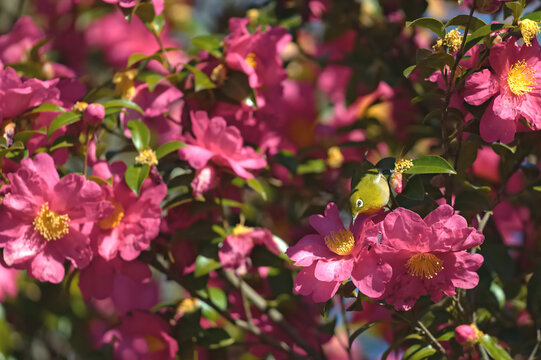 a white-eye bird and pink flowers in the garden