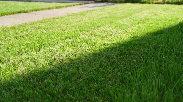 Freshly mowed green lawn with mowing stripes and shadows near garden path