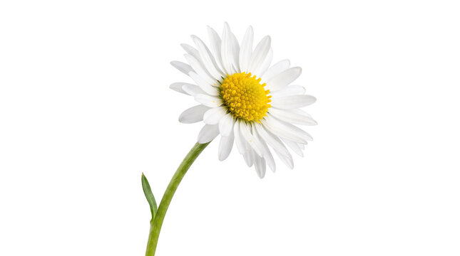 Single white daisy flower with yellow center as clean cutout