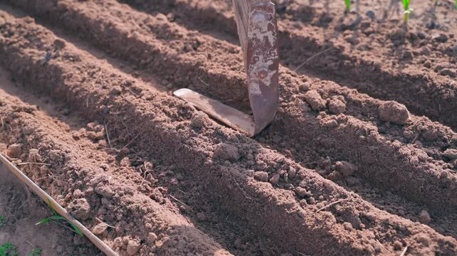 Leveling and tamping soil before sowing seeds in rows of garden bed