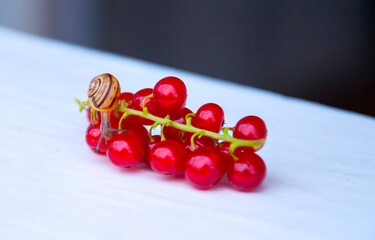 Snail moving slowly on a branch of red berries with a soft background © Vital