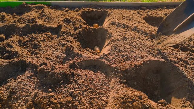Seed potatoes in dug holes with shovel covering them with soil in garden bed