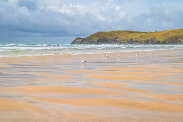 Obraz premium Seagulls on the Perranporth Beach in Cornwall, UK
