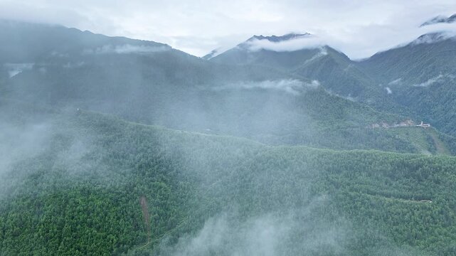 Aerial view of endless lush green pine forests covering rolling mountain slopes under low clouds in Western Sichuan, China.