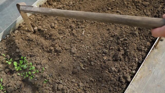 Making rows on garden bed in greenhouse for sowing seeds. Slow motion