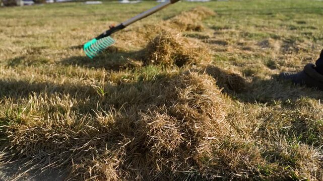 Raking dry grass thatch from lawn into piles in evening light