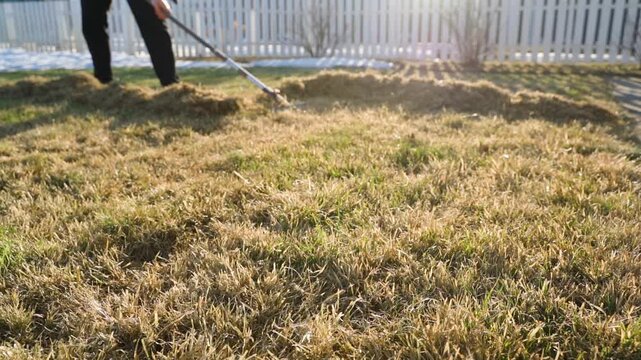 Raking dry grass thatch from lawn into piles in evening light