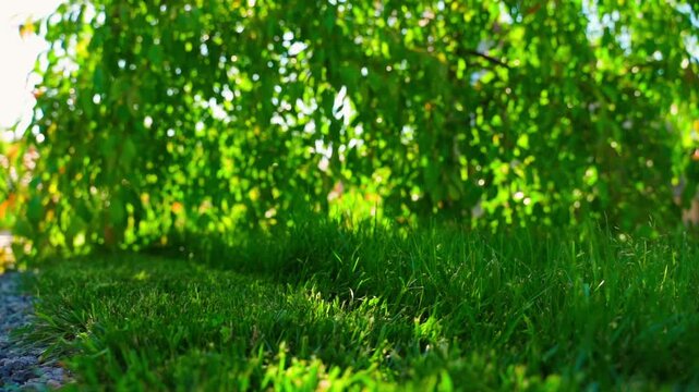 Green lawn under hanging tree branches with sunlight through leaves