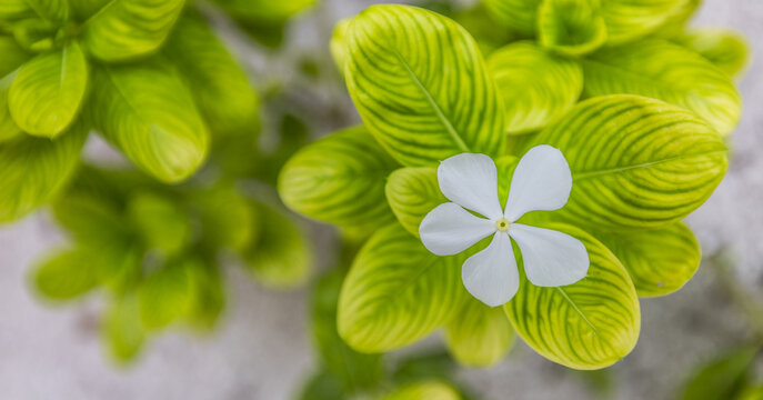Fresh green leaves closeup delicate white flower soft summer light lush garden foliage. Peaceful nature closeup wellbeing design. Botanical floral macro scenic greenery wallpaper art, pastel colors