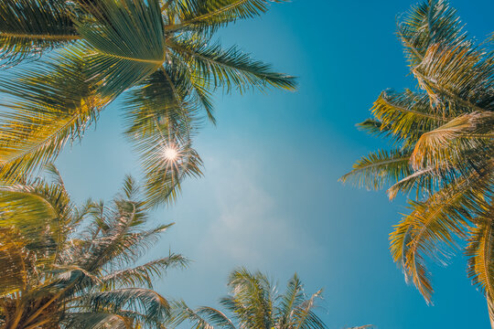 Vibrant tranquil calm coconut palm trees looking up bright blue sky sunny tropical summer canopy. Peaceful vintage tone nature paradise landscape design. Exotic beach holiday scenic wallpaper backdrop