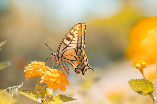 Delicate butterfly vibrant summer meadow yellow flowers bright soft sunlight dreamy garden bokeh. Nature closeup wellness greeting card design. Blooming floral idyllic macro scenic wallpaper art