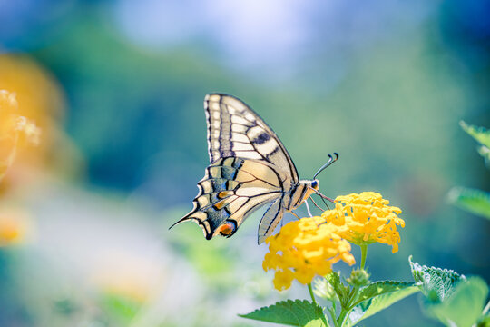 Elegant butterfly morning light yellow blossoms soft blue green summer bokeh. Nature macro wildlife closeup wellbeing design. Blooming garden floral scenic wallpaper art. Artistic forest meadow field