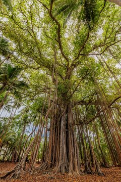 Majestic banyan tree giant canopy spreading roots lush green forest. Peaceful nature woodland wellbeing scene. Tropical jungle botanical landscape wall art design. Gorgeous natural vertical wallpaper