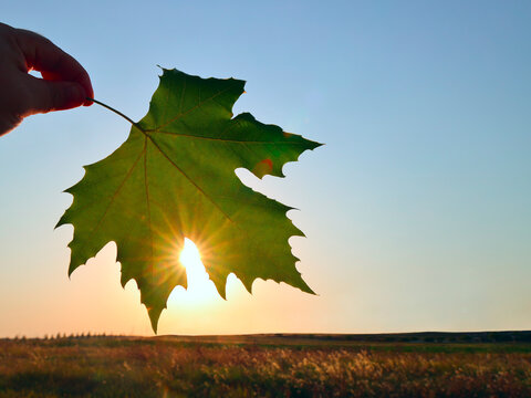 Close up of male hand holding green fresh leaf with yellow warm golden gold sun rays shining through it at light blue sky background. Summer summertime season concept empty Copy space for inscription