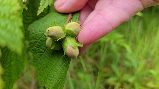 A hand touches hazelnuts that sway slowly in the wind. Norway, Alver. August