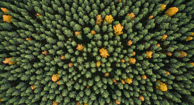 Vibrant autumn forest canopy viewed from above, with a mix of green pine and golden deciduous trees.