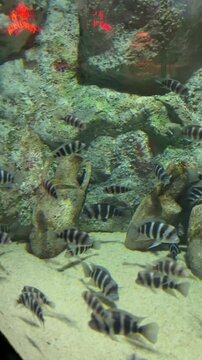 Baleines nageant dans un aquarium