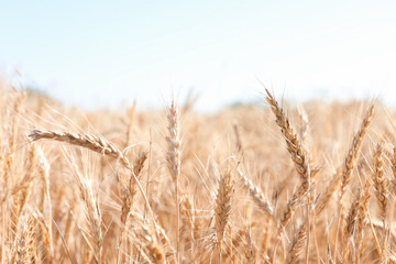 Fototapeta premium Golden wheat spikes growing in field on sunny day, closeup