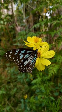 4K Close-Up of Blue Tiger Butterfly Feeding on Yellow Cosmos Flower in Tropical Garden
