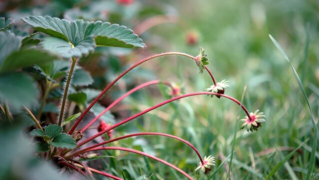 Vibrant strawberry runners emerging from a lush green garden bed. These new plants are actively spreading and rooting in the soft soil, creating a beautiful natural propagation of berry crops.