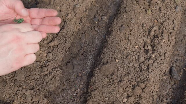 Hand sowing radish seeds on garden bed in greenhouse close-up