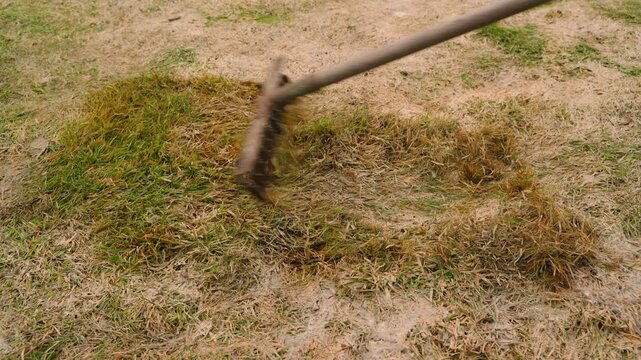 Raking dry grass thatch from lawn with metal rake top view
