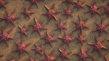 Fototapeta premium Red starfish arranged in rows on sandy beach under warm sunlight, showing textured surfaces and natural shadows.