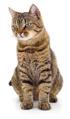Brown tabby cat sitting isolated on white background. © olhastock