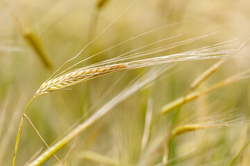 Obraz premium Golden wheat stalk bends in gentle breeze