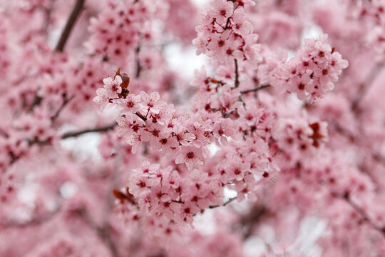 Pink cherry blossoms bloom on delicate branches