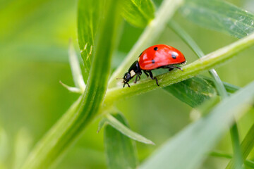 Obraz premium Red ladybug rests on green plant stem