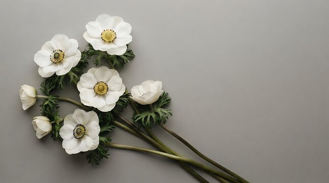 Seven white anemone flowers with yellow centers and green foliage, arranged on a solid neutral grey background, top-down view