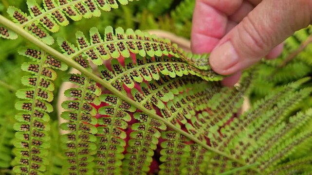 Hand Touching Back of Fern Leaf with Spore Pattern
. Norway, Alver. August