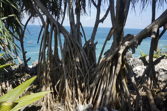 Coastal Pandanus trees with unique prop roots growing on a rocky shoreline overlooking a serene blue ocean