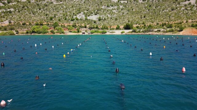 Aerial drone view of a coastal aquaculture farm with rows of floating buoys across clear blue seawater near a rocky shoreline, showing organized marine farming and seafood production in the Adriatic.