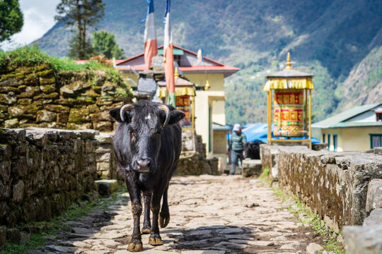 Yak, o vaca de monta&ntilde;a, en la regi&oacute;n del Everest, caminando en pueblo de monta&ntilde;a en los himalayas. En Nepal.	