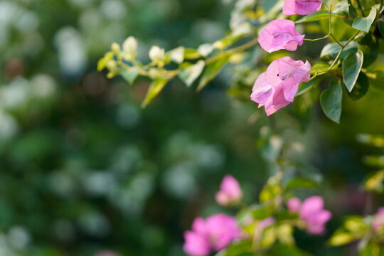 Bougainvillea common names are Bougainvillea, Paper flower, Buganvilla, Bugambilia, Napoleon, Great bougainvillea and scientific name is Bougainvillea spp.