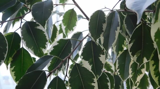 Variegated leaves of a ficus benjamina houseplant display a beautiful pattern of dark green centers surrounded by creamy white margins on thin brown branches that reach toward the bright window light.