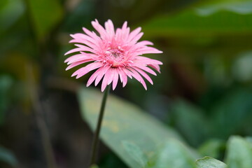 Daisy common names are Daisy, English daisy, Common daisy, Lawn daisy, Bruisewort and scientific name is Bellis perennis. © mitusher01