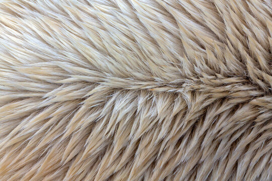 Closeup background texture of polar bear fur