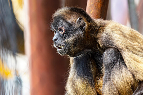 Portrait of a Mexican spider monkey at the St. Louis Zoo in St. Louis, Missouri