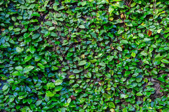 Vine covered wall background texture 