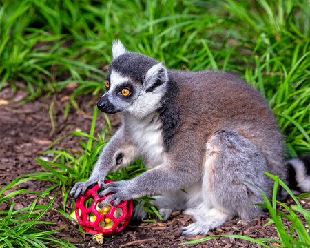 Ring-tailed lemur Playing with a ball at the St. Louis Zoo in St. Louis, Missouri 