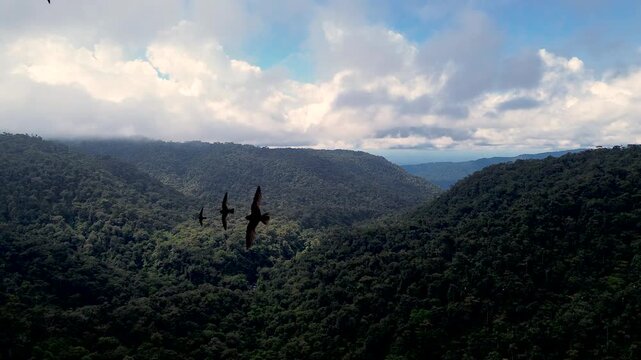 Sunlit Tropical Rainforest Mountains in Ecuador with Dramatic Clouds, Dense Green Valley and Remote Andean Amazon Nature Travel Landscape
