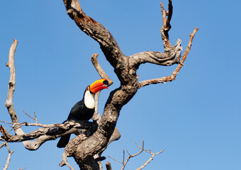 Tucan on a tree branch © Vicky