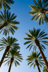 Fototapeta premium A mesmerizing view of towering palm trees against a brilliant azure sky, reflecting the natural beauty and tropical serenity